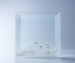Minimalist Aquariums Filled With 3D Printed Flora by Designer Haruka Misawa  — Colossal gambar png