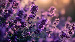 lavender flowers desktop wallpaper pc