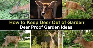How To Keep Deer Out Of Garden Best