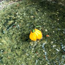 callaloo recipe a traditional sunday