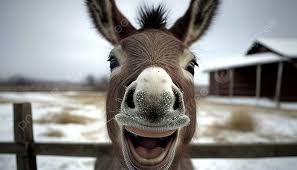 donkeys background image and wallpaper