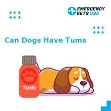 can dogs have tums are tums a safe