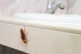 why are roaches in my bathroom