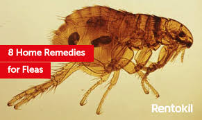8 home remes to get rid of fleas