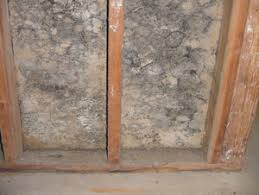 mold prevention learn how to prevent