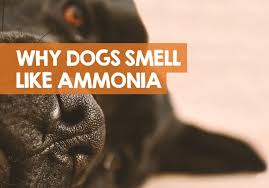why does my dog smell like ammonia