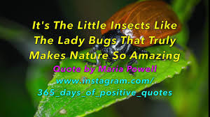 Lady Bugs Quotes Day 88 365 Days Of Inspirational Quotes Youtube Channel 29 March