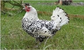 Ultimate List Of All Chicken Breeds Coops Cages Coops