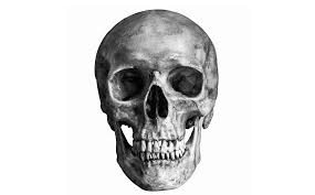 the human skull obeys the golden ratio