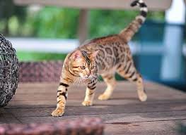 Bengal cats tend to be large in size. Here Is Where To Get Bengal Cats For Sale Male Bengal Cats Available More Information On Male Bengal Cat Prices And Bengal Cat Bengal Cat Price Bengal Kitten