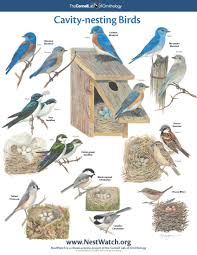 Types Of Birds Free Nesting Birds Poster Animals And