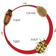 carpet beetles how to get rid of them
