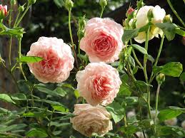 eden rose rózsa metszése city