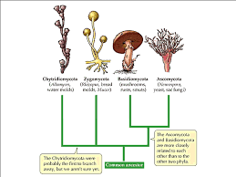 Classification Of Fungi Fungi Kingdom Chart Fungi