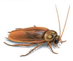They release pheromones to signal that they are ready to mate, and they can. Image American Cockroach If Your Home Gets Cockroaches Here S Another Great Tip For Keeping Them Away Without Usin Cockroaches Palmetto Bugs Animals For Kids