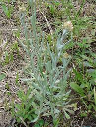 Helichrysum luteoalbum - Wikipedia