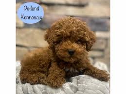 miniature poodle breed info petland