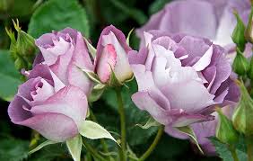 ultimate guide to growing roses what