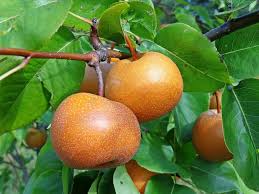 Growing Asian Pears Easy And Exotic Old Farmers Almanac