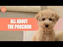bichon poodle mix everything about the
