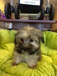 Havanese puppies are really adorable! Pin On Puppies