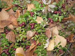 Vaccinium vitis-idaea (Lingonberry) | Native Plants of North America