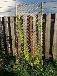 Maybe you would like to learn more about one of these? How To Make A Bamboo Trellis Thriftyfun
