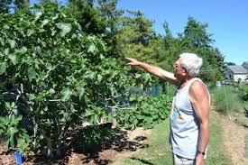 italian immigrants who grew fig trees