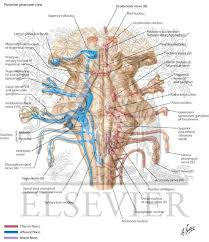 10 trigeminal complex of the brainstem is general sensory nucleus complex. Cranial Nerve Nuclei In Brainstem Schema