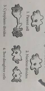 They perform many functions that help plants grow, compete and survive across a huge range of environments. I Identify The Process Depicted In The Picture Given Below 1 Parent Cell2 Nucleus Divides3 Brainly In