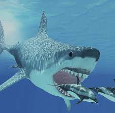Megalodon (otodus megalodon), meaning big tooth, is an extinct species of mackerel shark that lived approximately 23 to 3.6 million years ago (mya), . Riesiger Urzeithai Grosse Klappe Nix Zu Futtern Warum Megalodon Ausgestorben Ist Welt