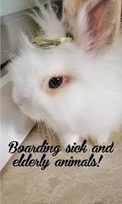 pet boarding dog boarding rabbits