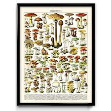 Amazon Com Mushroom Illustration Vintage Print 1 Mushroom