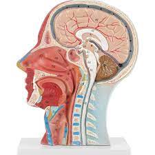 Rozmiar życia anatomiczny ludzki pół głowy anatomia twarzy medyczny mózg  szyi mediana sekcja badania Model Nerve naczynia krwionośne do  nauczania|Nauki medyczne| - AliExpress