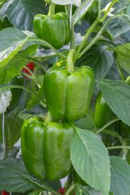 can you grow peppers in an aerogarden