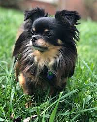 sbret zoey long haired chihuahua rescue