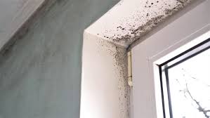 How To Kill Mold In Your House