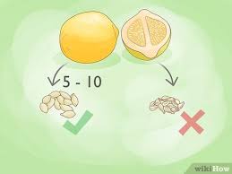 3 ways to plant a lemon seed wikihow