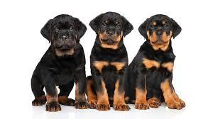 rottweiler puppy in germany how