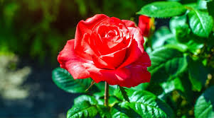 red rose varieties