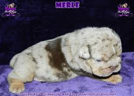 Available English Bulldogs Beautiful Chocolate Merle