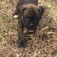 Find a healthy boxer puppy guaranteed! Beautiful Boxer Puppies Home Facebook