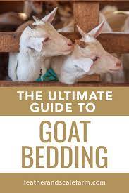 goat bedding options goats raising