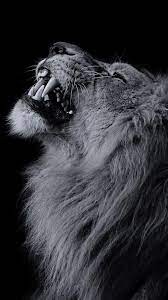Black Lion iPhone Wallpapers ...