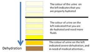 urine physiopedia