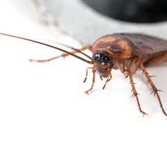 roaches in drains pest control