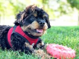 chihuahua poodle mix information facts