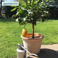 Lemon Tree Plant Citrus Limon