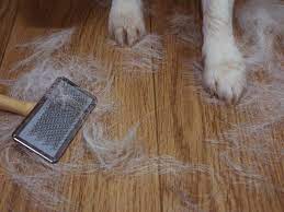 clean dog hair off hardwood floors