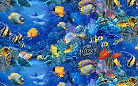 200 fish desktop wallpapers
